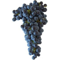 RAISIN PRIMITIVO A VIN 5KG